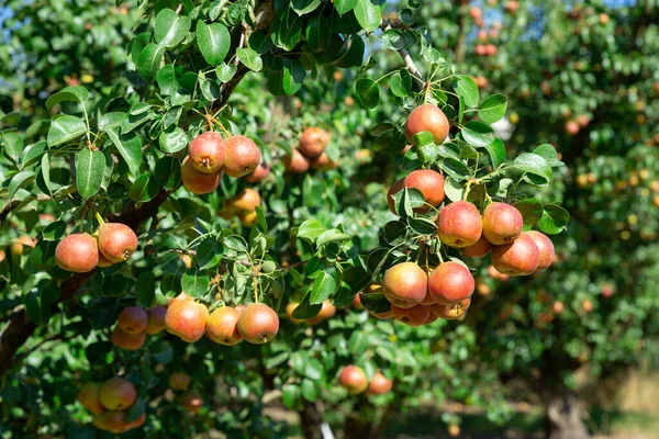 Organic Pears Growing Pear Tree Garden Summer Farm — Stock Photo, Image