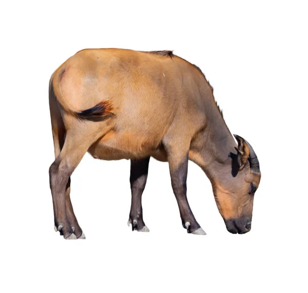 African Forest Buffalo Known Dwarf Buffalo Reddish Brown Coat Grazing — Stock Photo, Image