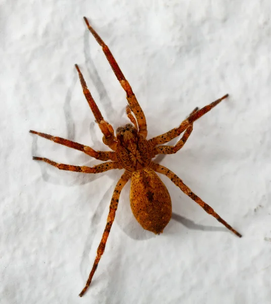 Detailní Fotografie Hnědého Pavouka Plazícího Bílé Stěně — Stock fotografie