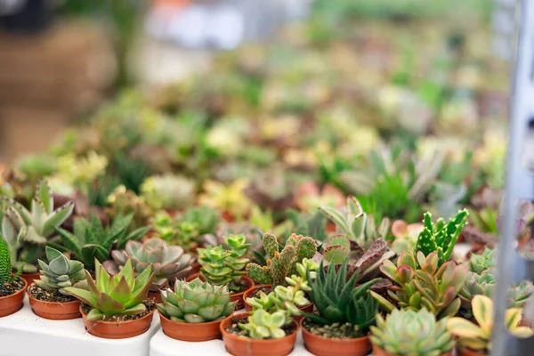 Rij Gekweekte Cactussen Bloemenmarkt — Stockfoto