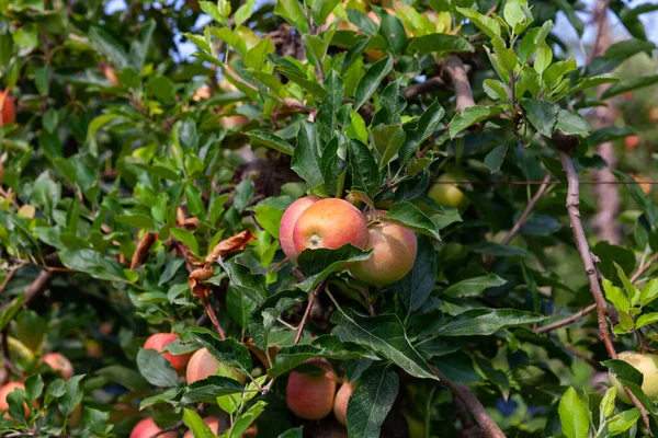 Rik Gårdsskörd Färska Mogna Äpplen Hängande Trädgrenar Sommarfruktträdgården — Stockfoto