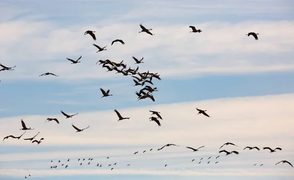 成群的鹤在多云的天空中飞翔 春天的迁徙 — 图库照片