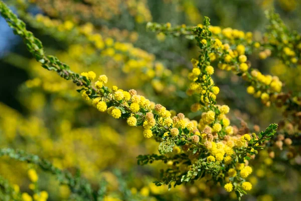 春に緑色の葉の上にカンガルーアカシアの全球形の黄色の花頭の閉鎖 — ストック写真