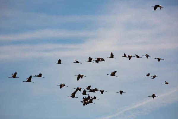 飛行中の鳥 青い春の空の暖かい土地から戻ってくる鶴の群れ — ストック写真