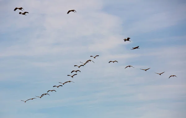 Πτήση Γερανών Που Μεταναστεύουν Στον Ουρανό Νεφών — Φωτογραφία Αρχείου