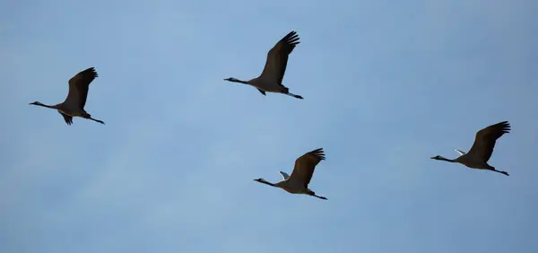 Flock Cranes Flying Blue Sky Spring Migration — Stock Photo, Image