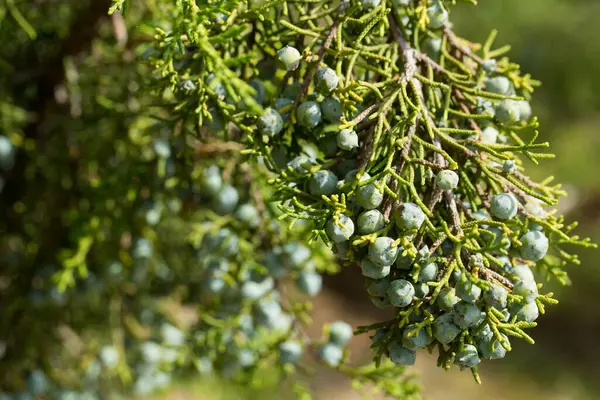 Closeup Young Wood Fruits Bluish Gray Scaled Foliage California Juniper — Stock Photo, Image