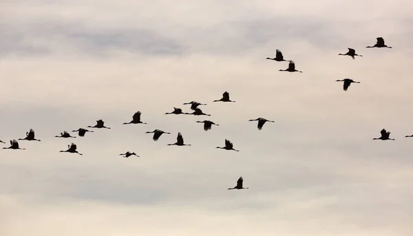 Migracja Żurawi Pospolitych Grus Zimy Ptaki Latające Niebieskim Niebie Wiosenny — Zdjęcie stockowe