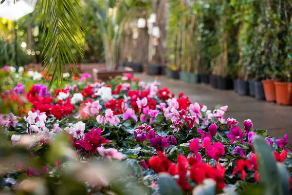 Ciclamen Floreciente Con Flores Rosas Rojas Creciendo Macetas Invernadero — Foto de Stock