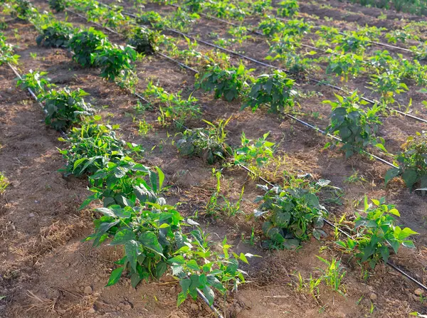 Long rows of bell pepper beds growing in harvest field
