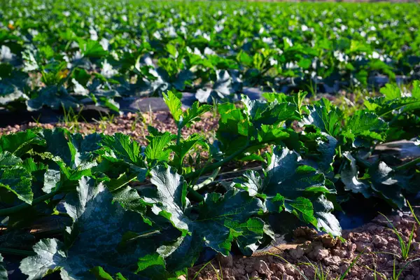 Jonge Zucchini Planten Groeien Landbouwgrond Zonnige Dag — Stockfoto