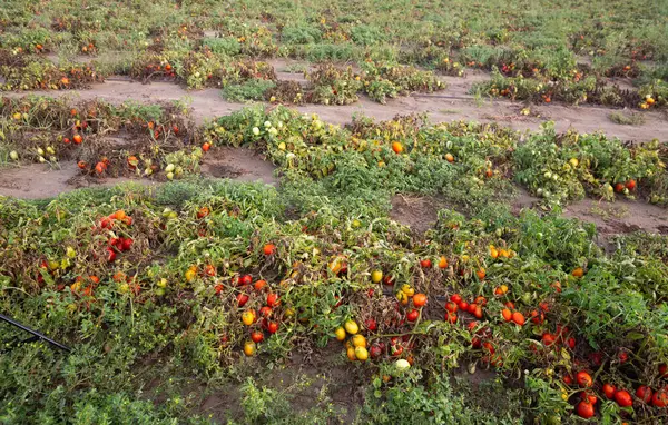 View Tomato Plants Damaged Thunderstorm Heavy Rainfall Farm Field Repercussions — Stock Photo, Image
