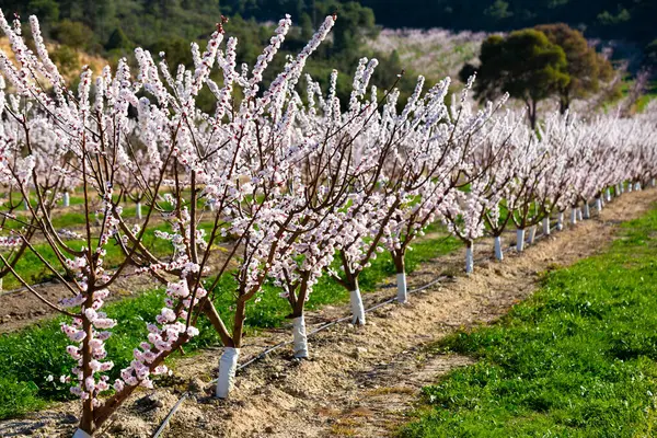 Utsikt Över Blommande Ung Aprikos Fruktträdgård Våren — Stockfoto