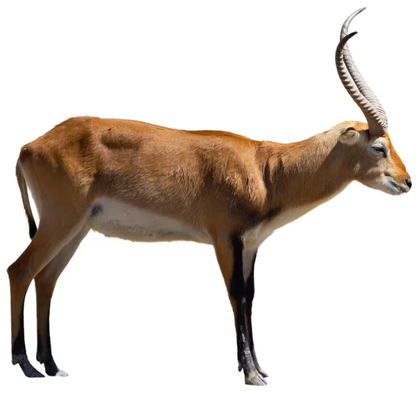 Cobe Lechwe Espèces Antilopes Des Zones Humides Afrique Australe Isolé — Photo
