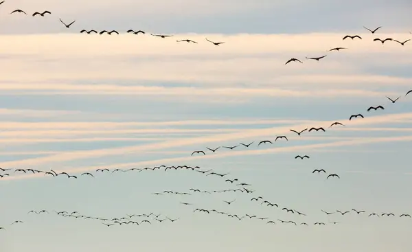 Migration Flock Cranes Sky High Quality Photo — Stock Photo, Image