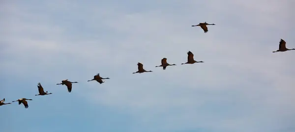 青い春の空を飛んでクレーンの大規模な群れ 鳥の移動時間 — ストック写真