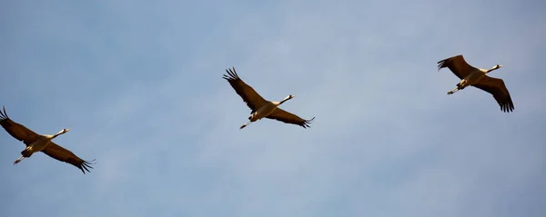 Manada Grúas Volando Contra Cielo Nublado Migración Primavera —  Fotos de Stock