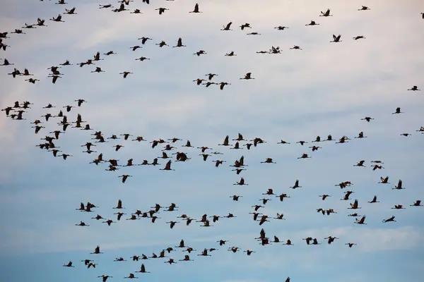 大群的鹤在天空中飞翔 高质量的照片 — 图库照片