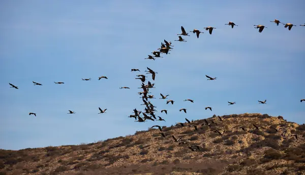 云中飘移的鹤在飞翔 Gallocation Anta地区 西班牙 — 图库照片