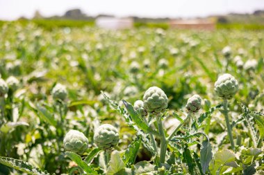 Globe artichoke bushes on vegetable field. Green artichoke plantation. clipart