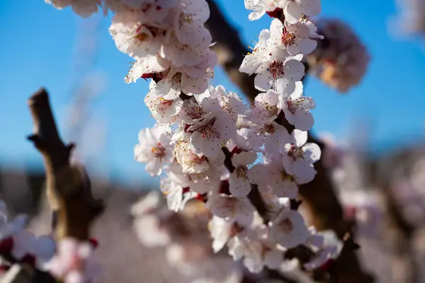 アプリコットの木の枝に花の閉鎖 春咲きの背景 — ストック写真