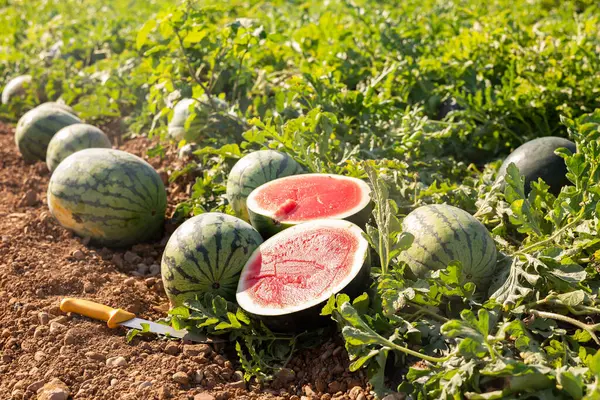 Ripe watermelons on ground of agricultural field. Watermelon with red juicy flesh cutted in half.