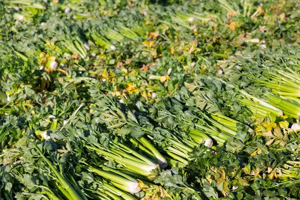 Celer Vyklíčuje Úrodu Zeleninovém Poli Sklizeň Čerstvého Celeru — Stock fotografie