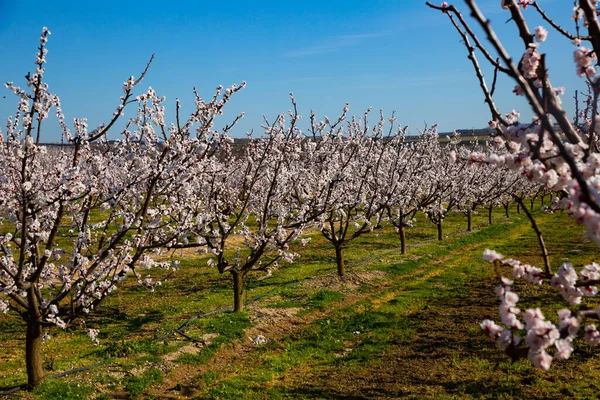 Florecimiento Albaricoques Los Campos Prados Europa Primavera — Foto de Stock