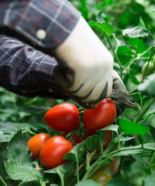 Macho Agricultor Manos Picking Cosecha Rojo Ciruela Tomates Industrial Glasshouse —  Fotos de Stock