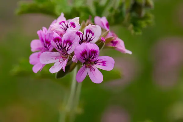 Closeup Pink Mauve Flowers Pelargonium Natural Habitat — Stock Photo, Image
