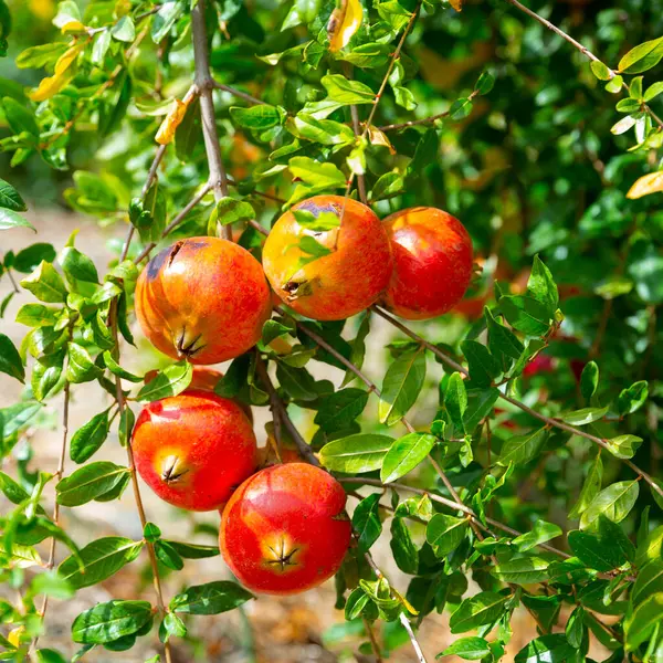 Closeup Red Pomegranates Ripening Green Leaves Tree Branches Fruit Garden — Stock Photo, Image
