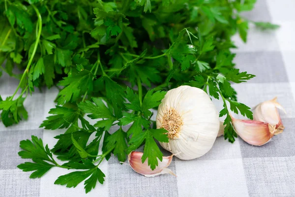 Closeup Aromatic Green Cilantro Bunch Garlic Cloves Plaid Tablecloth Popular — Stock Photo, Image