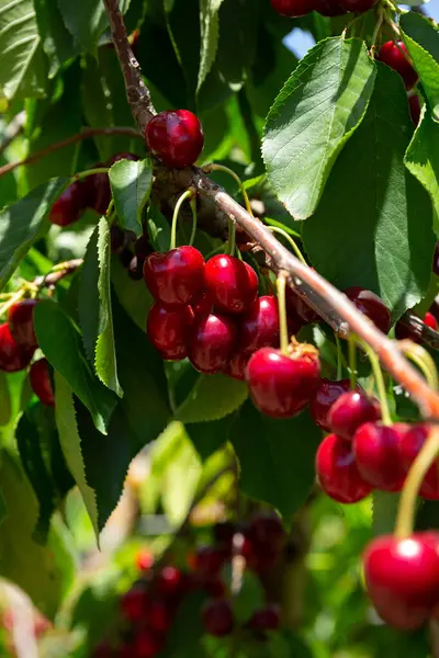 Close Ripe Cherries Trees Sunny Day — Stok fotoğraf