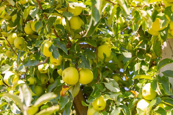 Manzanas Doradas Amarillas Orgánicas Maduras Una Rama Árbol Huerto Agrícola —  Fotos de Stock