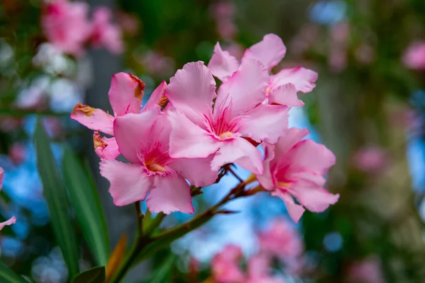 Close Blossoming Oleander Fields Spring — Stock Photo, Image