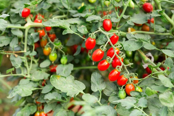 Red Organic Grape Tomatoes Ripening Bushes Greenhouse Growing Industrial Vegetable — Stock Photo, Image