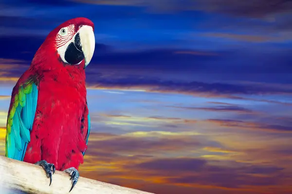 Single Ara Papagay Sunset Sky — Stock Photo, Image