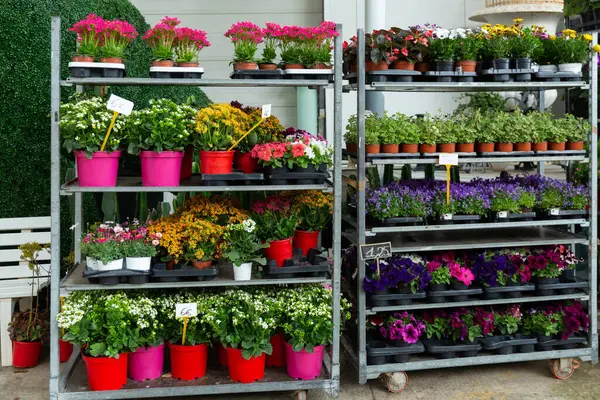 Assorti Bloeiende Bloemen Potten Rekken Bereid Voor Verkoop Winkel — Stockfoto
