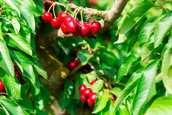 Hasat Meyve Bahçesinin Yeşil Yapraklı Ağaç Dallarında Olgunlaşmış Tatlı Kirazlar — Stok fotoğraf