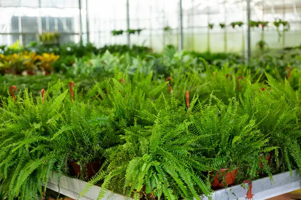 Grüne Nefrolepis Pflanzen Wachsen Blumentöpfen Auf Dem Gewächshausbauernhof — Stockfoto
