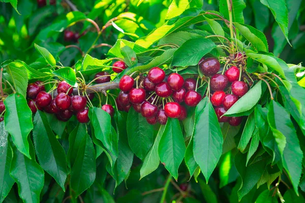 Fresh Ripe Cherries Tree Orchard Closeup — Stock Photo, Image