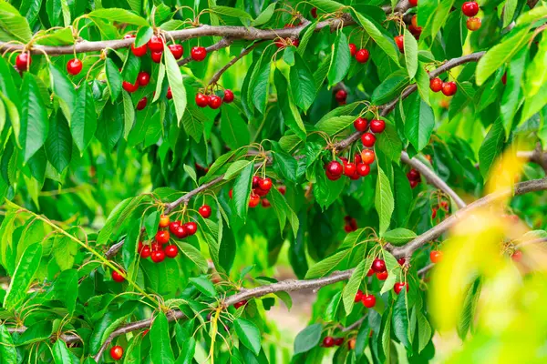Frische Reife Kirschen Baum Obstgarten Nahaufnahme — Stockfoto