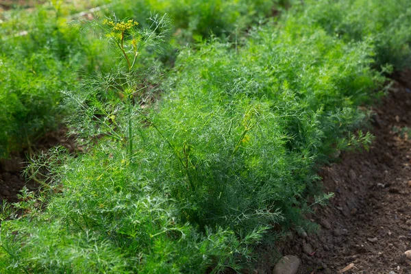 Großaufnahme Von Frischem Jungen Grünen Dill Der Gemüsegarten Wächst Erntezeit — Stockfoto