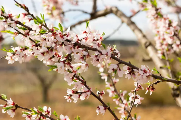 Nce Beyaz Taç Yaprakları Olan Çiçek Açmış Badem Ağaçlarının Dalları — Stok fotoğraf
