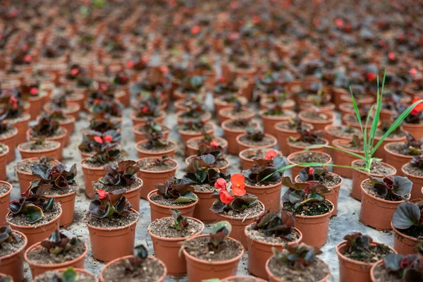 Viele Blumentöpfe Mit Blühenden Immergrünen Begonien Stehen Greenhou — Stockfoto