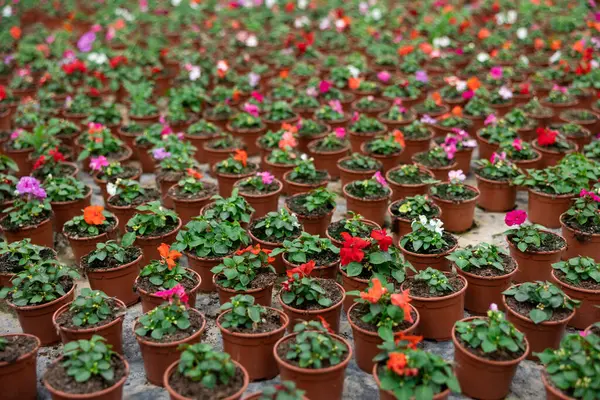 Grande Quantité Petits Pots Jardin Marron Avec Des Wallers Colorés — Photo