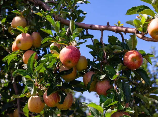 庭で熟したジューシーな果物と緑のリンゴの木の枝の閉鎖 収穫時期 — ストック写真