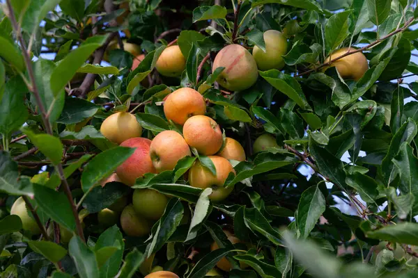 Cosecha Primer Plano Manzanas Dulces Maduras Ramas Árboles Follaje Verde —  Fotos de Stock