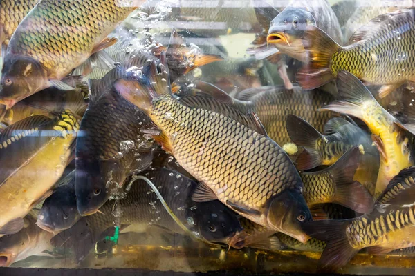 Lebende Karpfenfische Aquarium Mit Süßwasser Supermarkt — Stockfoto