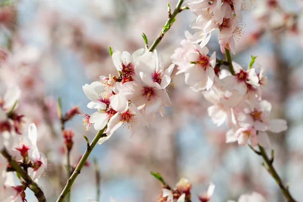 Filialer Mandel Träd Full Vita Vackra Blommor Med Små Gröna — Stockfoto